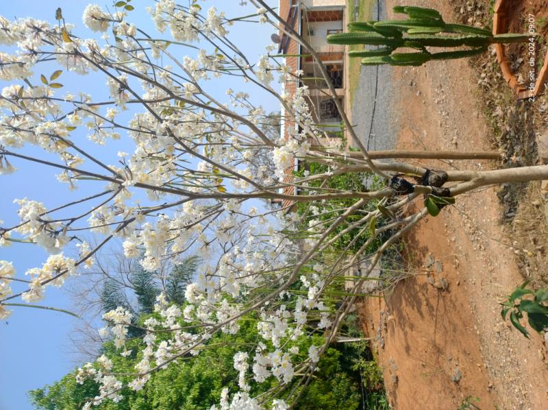 Rua Um, 50- Condomínio Pé de Serra